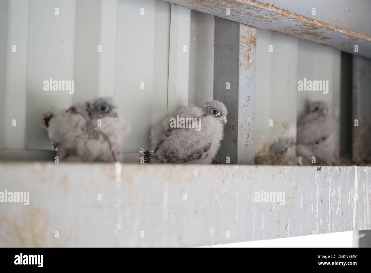 A few meters above the ground, Eyasses, baby kestrel falcon (Falco tinnunculus), wander on a beam, before volunteers will catch and band them, on Chièvres Air Base, Belgium, June 03, 2021. Banding is a universal and indispensable technique for studying the movement, survival and behavior of birds. Stock Photo