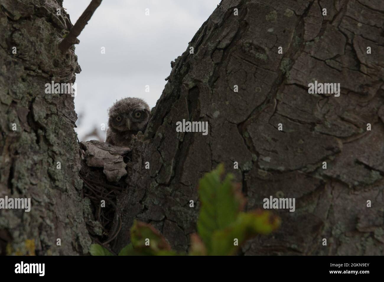 A young little owl (Athene noctua), peeks out from a tree, after Volunteers banded it, on Chièvres Air Base, Belgium, June 03, 2021. Banding is a universal and indispensable technique for studying the movement, survival and behavior of birds. Stock Photo