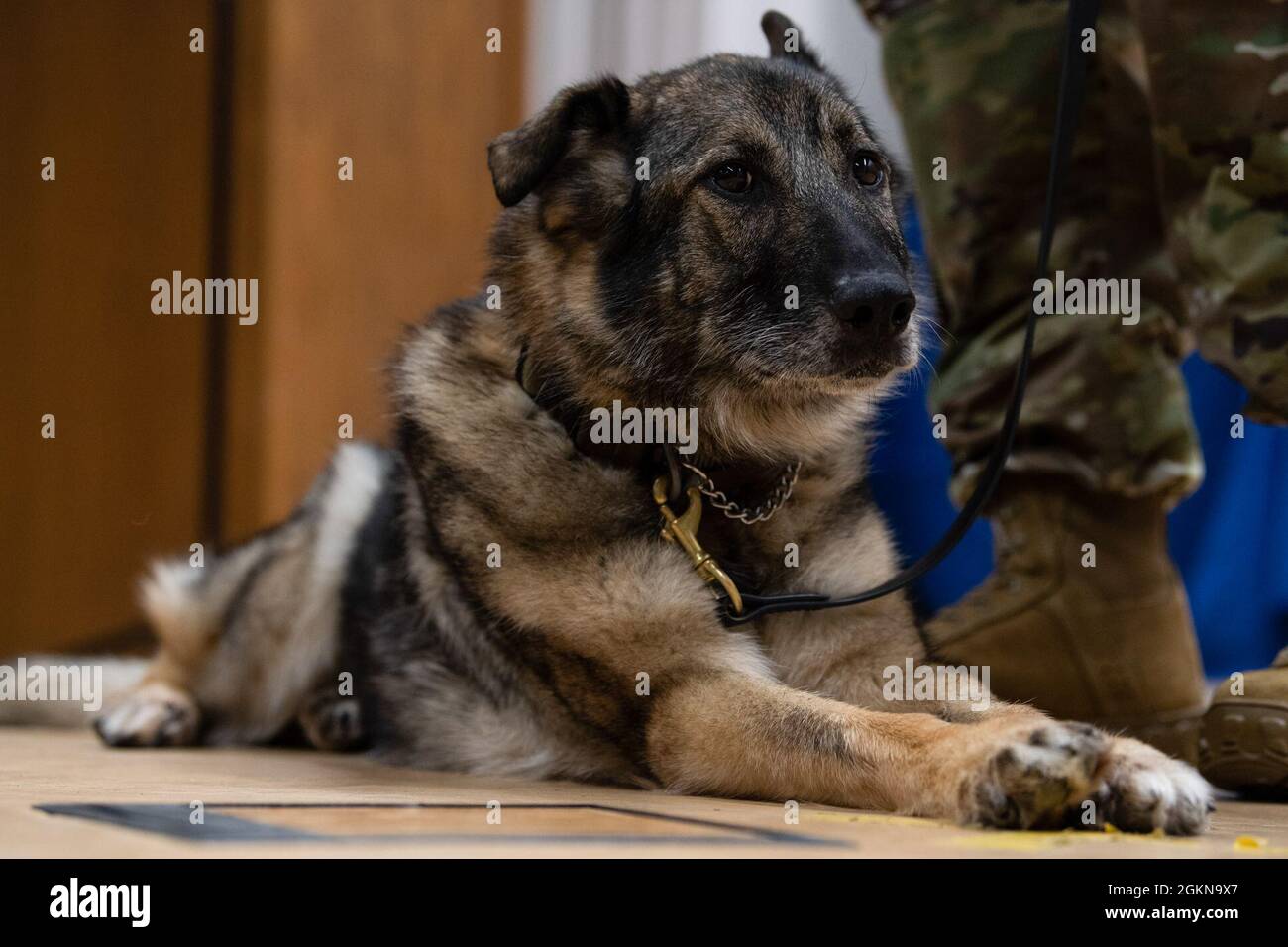 U.S. Air Force Military Working Dog Carla lies down next to her handler at her retirement ceremony at the base theater on Spangdahlem Air Base, Germany, June 3, 2021. During her time serving as a military working dog, Carla was deployed to Saudi Arabia and Kenya, and her service includes multiple U.S. Secret Service missions protecting high-ranking U.S. government officials. Stock Photo