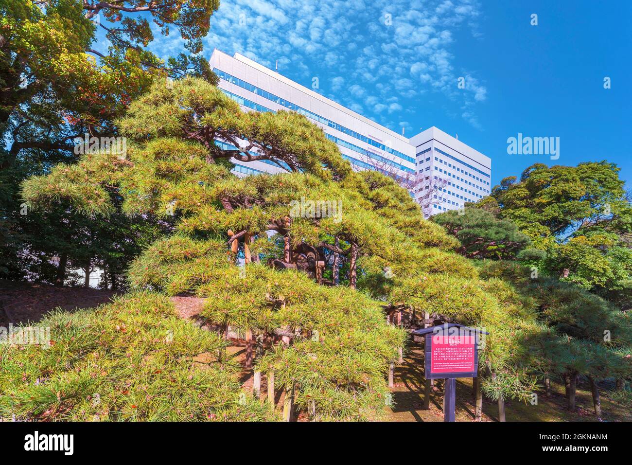 tokyo, japan - april 09 2021: Side view of the giant black pine called 300-year pine offered by the sixth Shogun Tokugawa to the Japanese Hama-Rikyu g Stock Photo