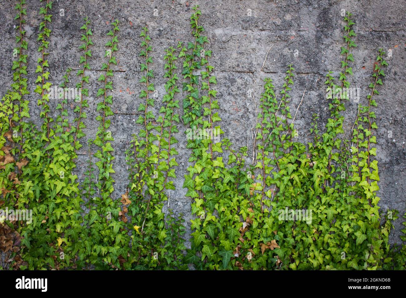 Branches of ivy creeper plant with green leaves climbing old rustic brick wall covered in concrete Stock Photo
