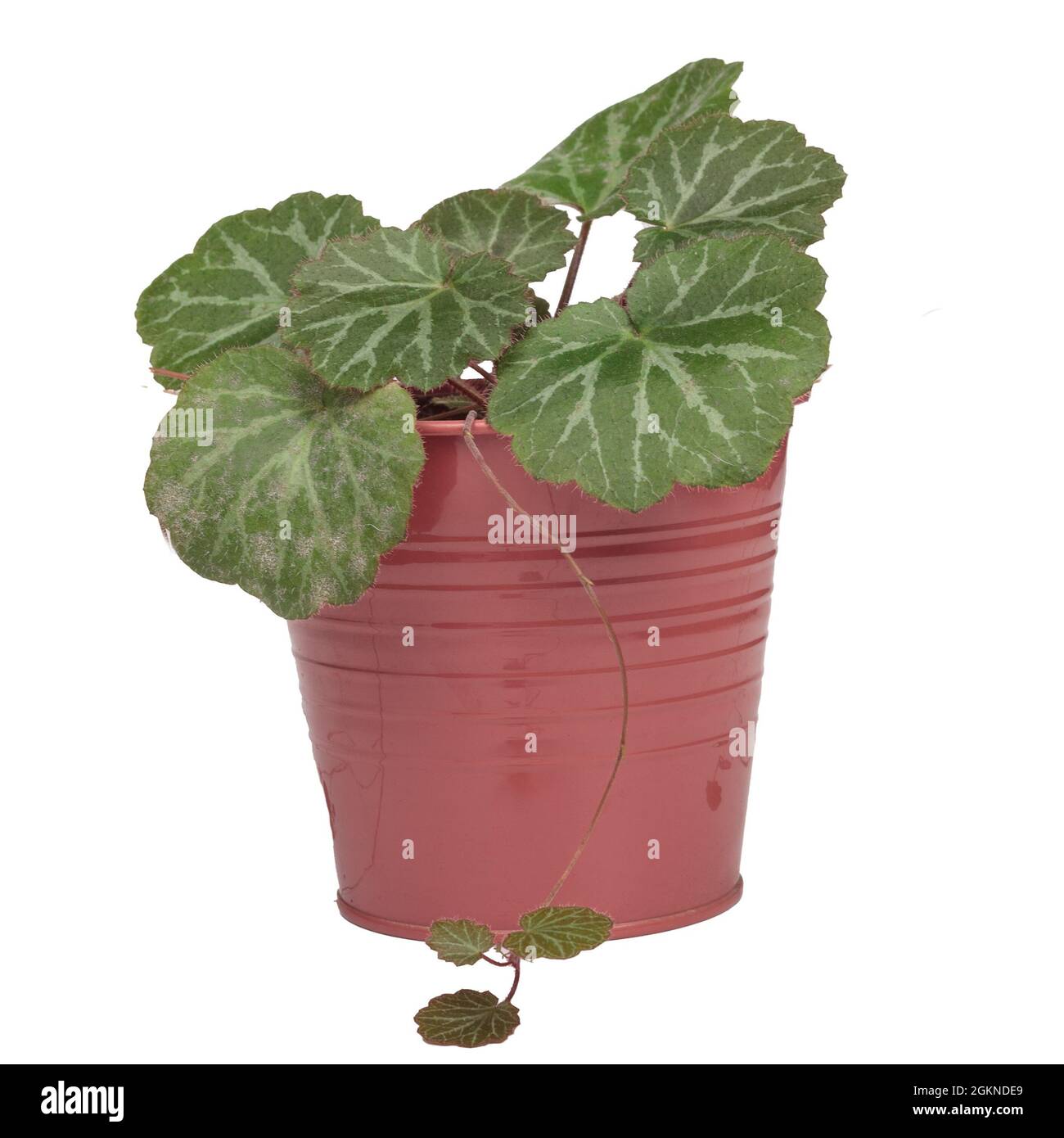 Strawberry Begonia in a pot, isolated on a white background Stock Photo