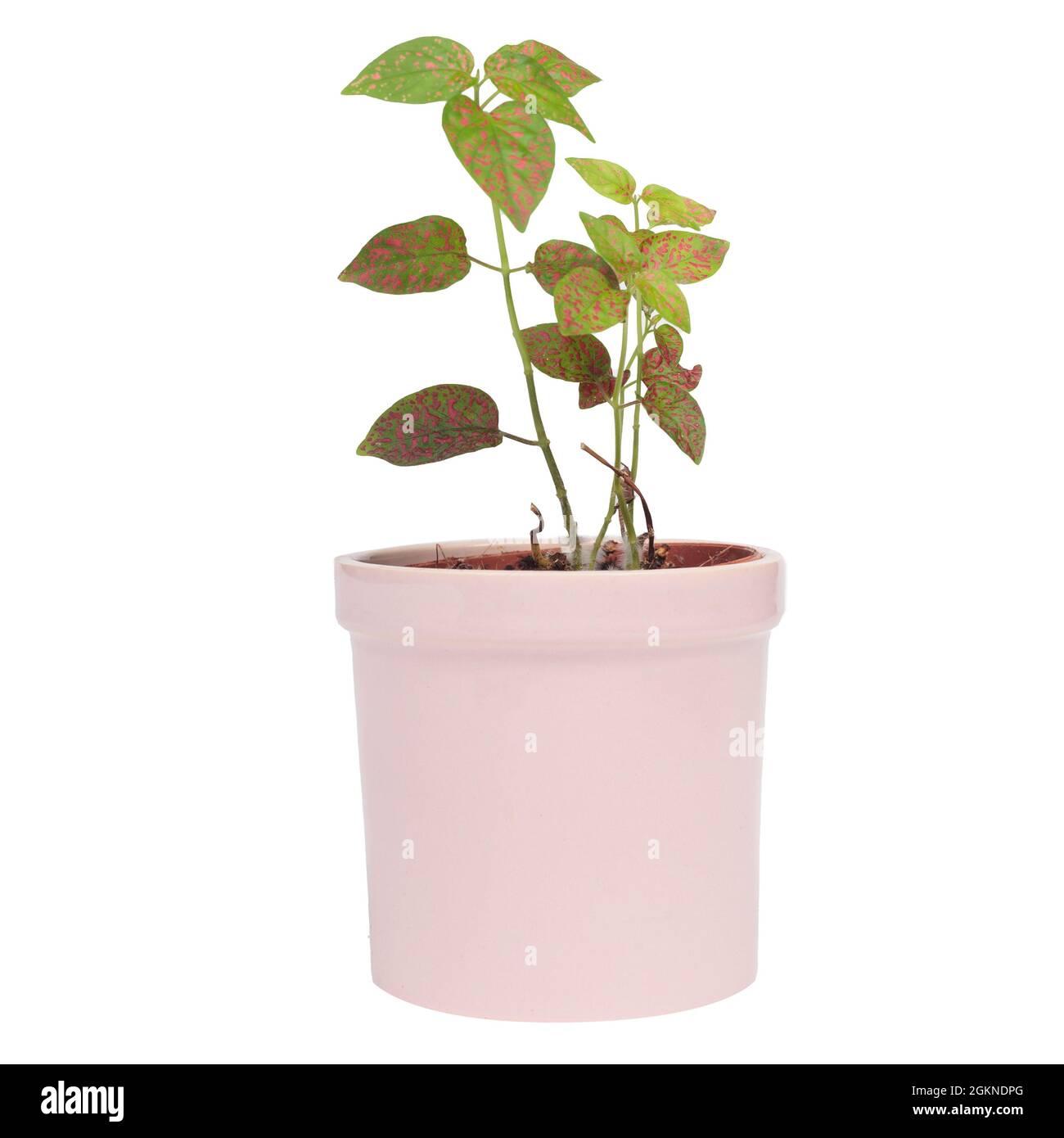 Hypoestes phyllostacbya leaf isolated on white background. Pink pot Stock Photo