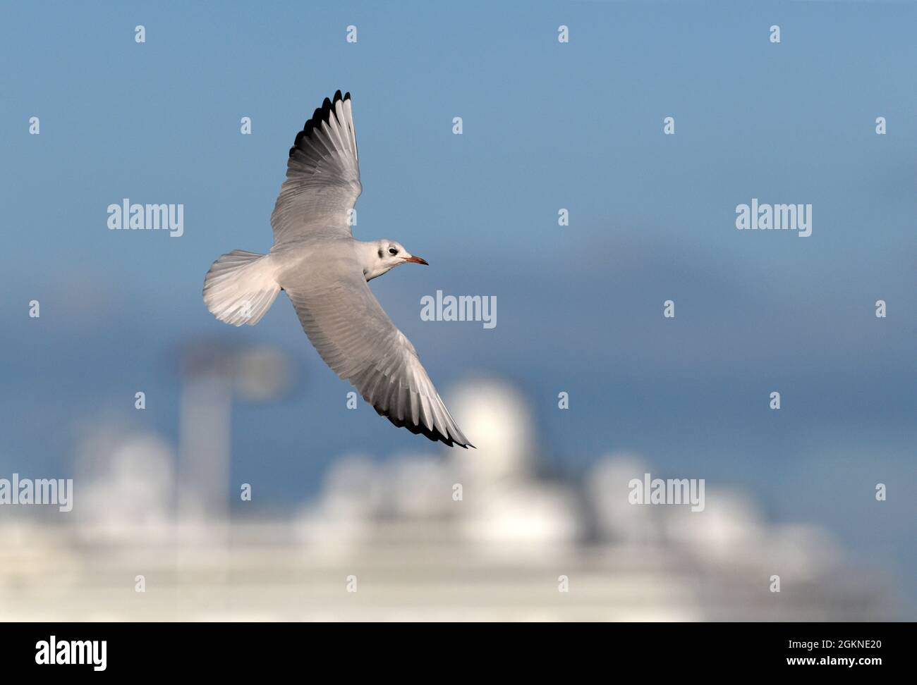 Black-headed Gull - Larus ridibundus Stock Photo