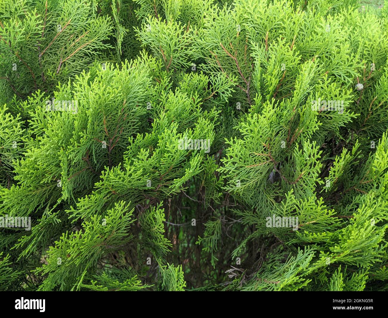 Closeup of the Platycladus foliage. Stock Photo