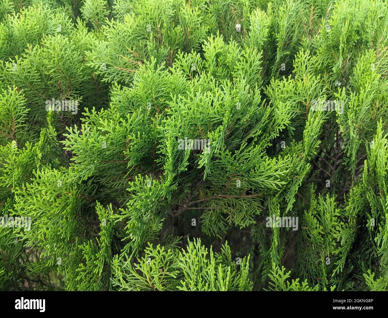 Closeup of the green Cupressus foliage. Stock Photo