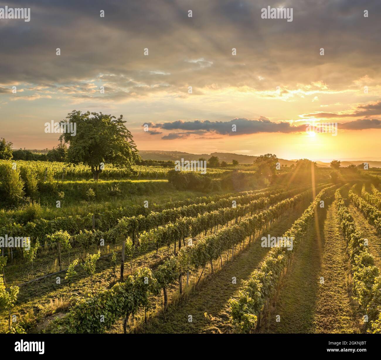 Colorful sunset over vineyards in Wachau valley, Lower Austria, Austria Stock Photo