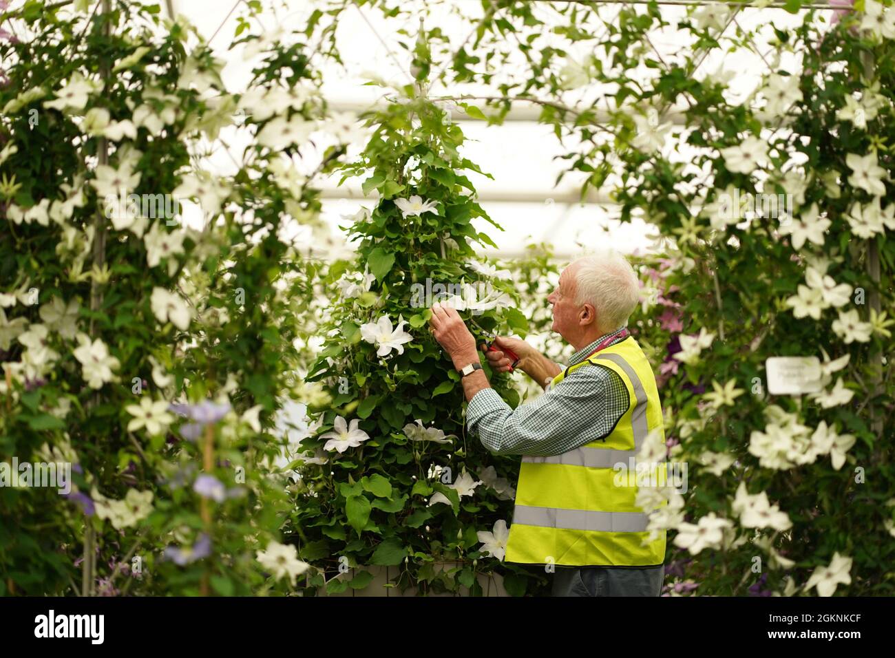 Raymond Evison prunes clematis in the Grand Pavilion ahead of the RHS Chelsea Flower Show at the Royal Hospital Chelsea, London. Picture date: Wednesday September 15, 2021. Stock Photo
