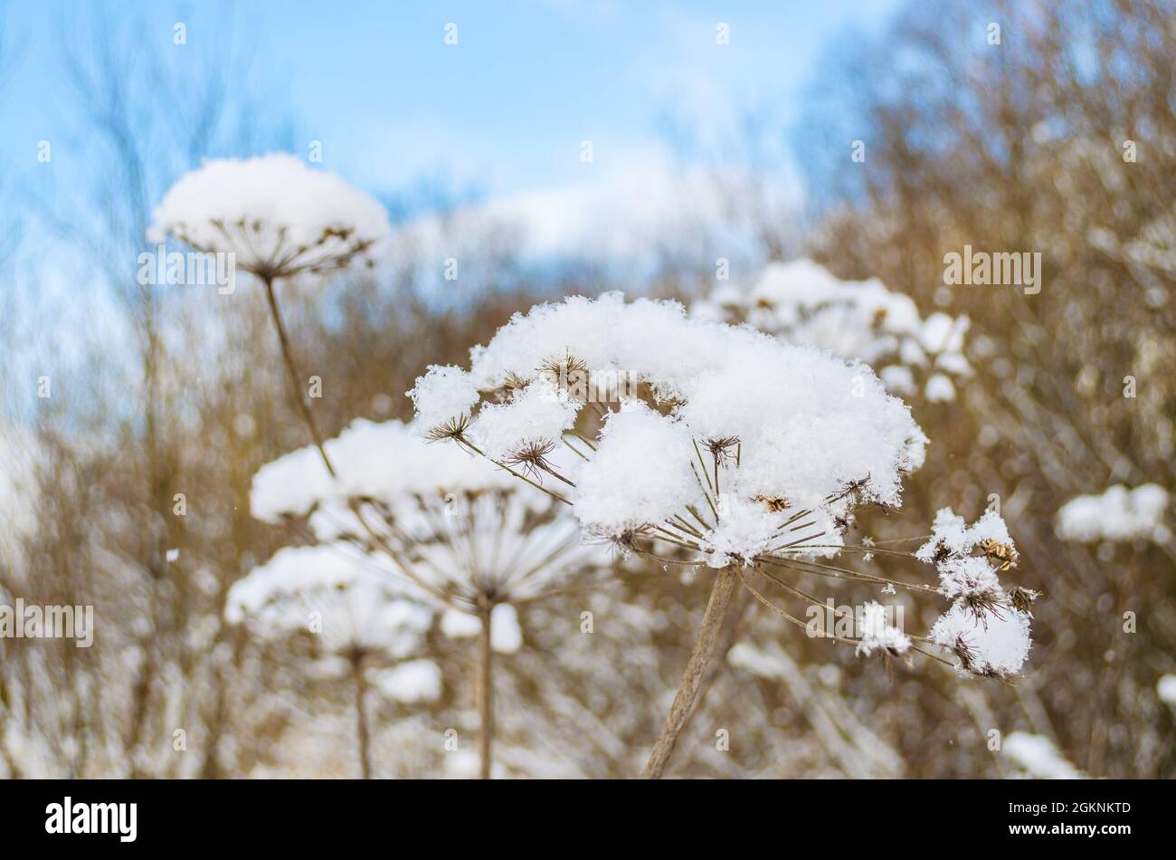Umbrellas dry grass shining frost snow in winter forest in background blue sky Stock Photo
