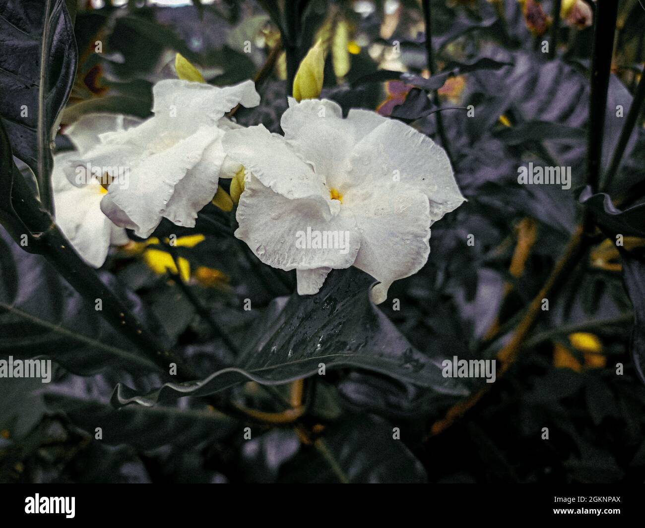 Closeup shot of white Tabernaemontana flowers with raindrops Stock Photo