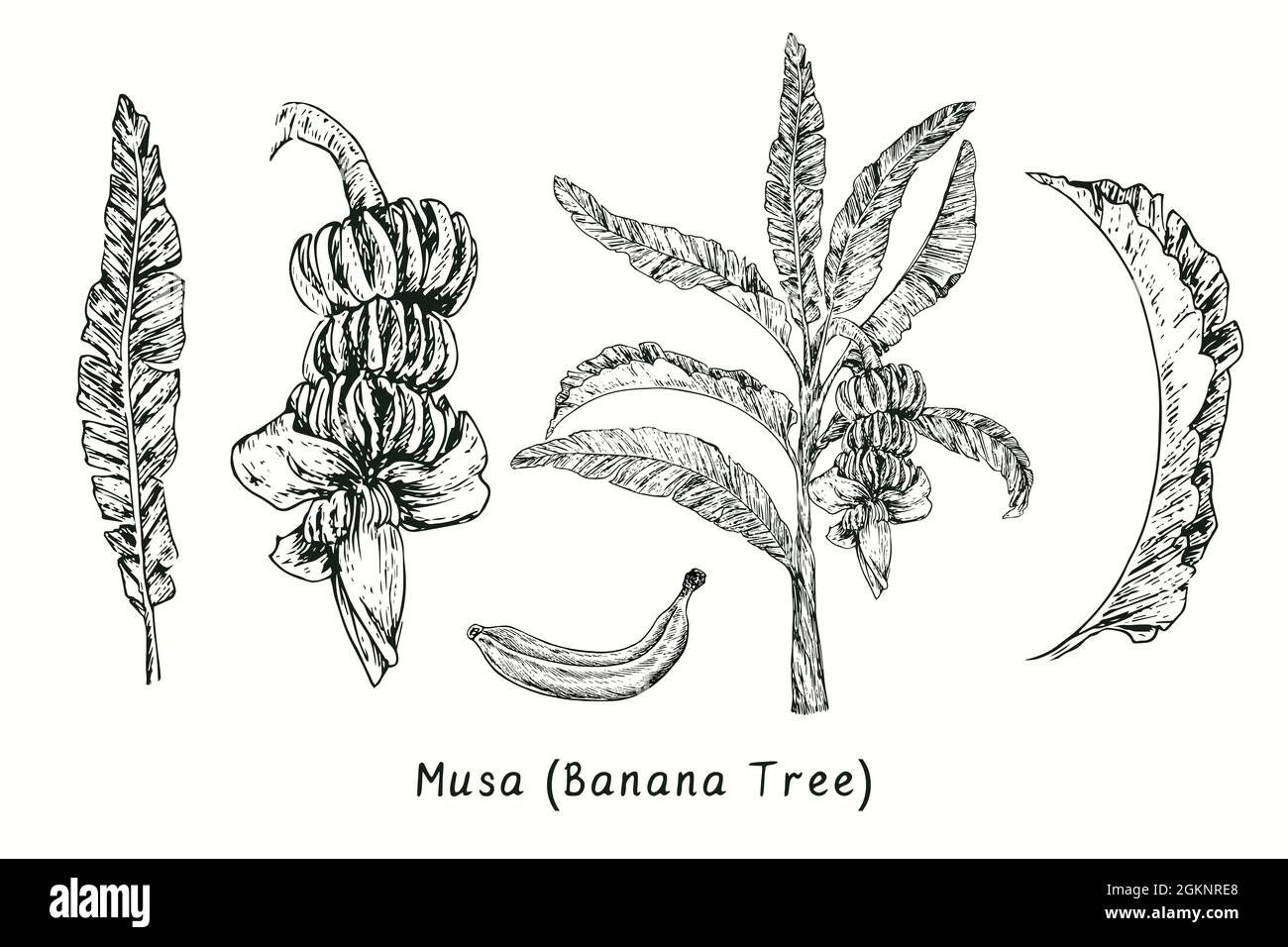 Musa (Banana tree) leaf, fruit bunch, tree, isolated fruit. Ink black and white doodle drawing in woodcut style. Stock Photo