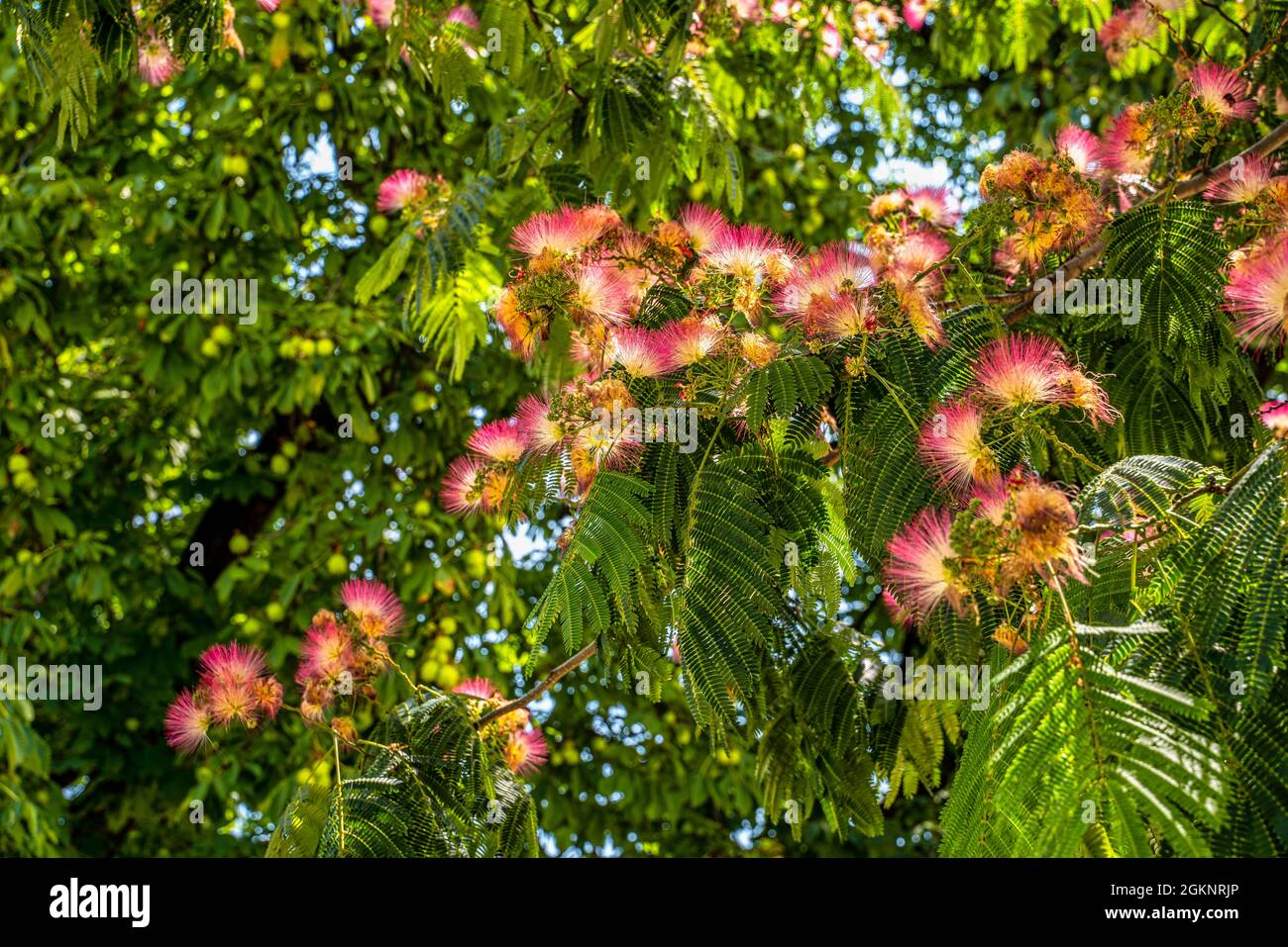 Flowering of Japanese acacia - Albizia julibrissin. Grenoble, Auvergne-Rhône-Alps region, isère department, France, Europe Stock Photo