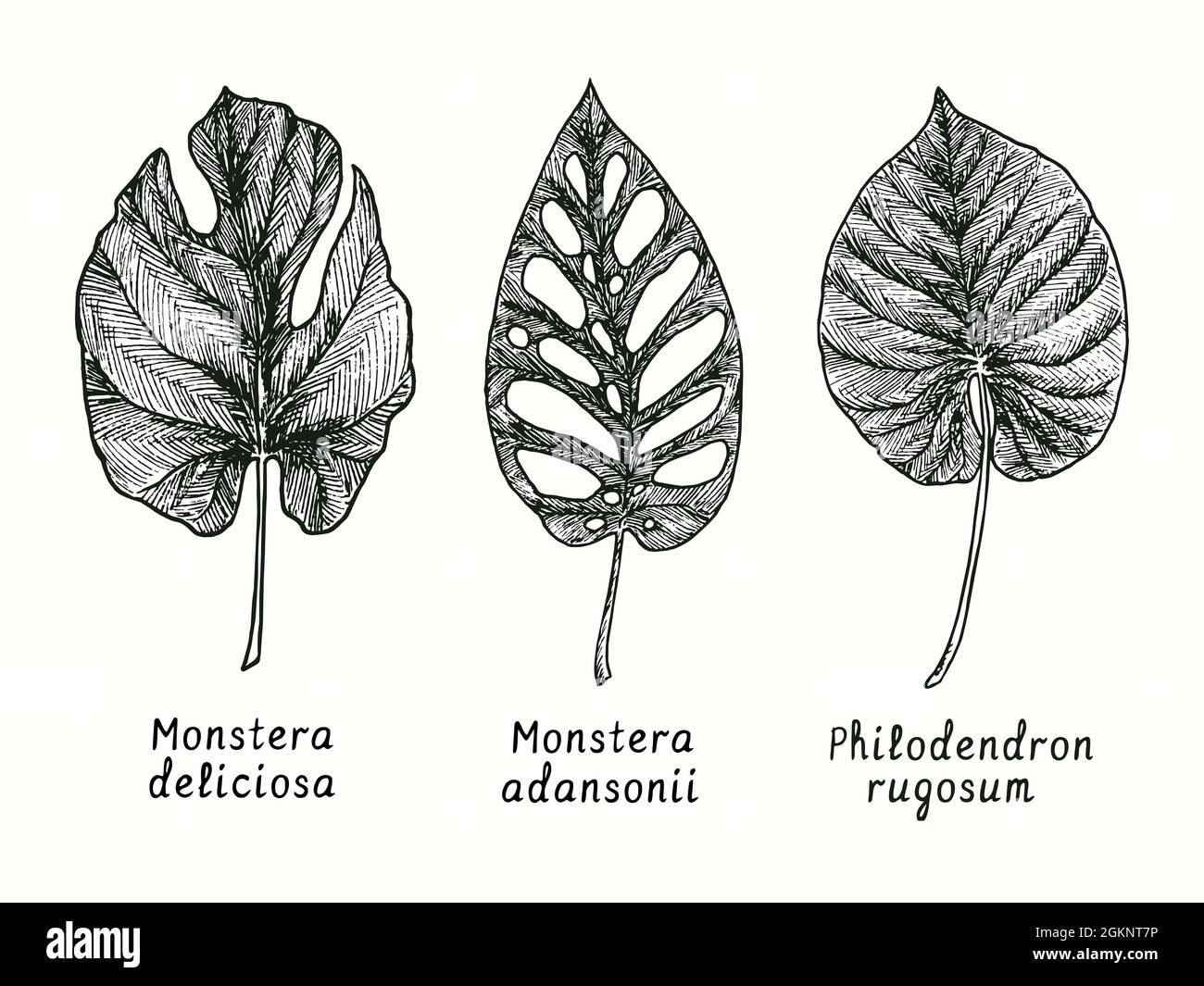 Monstera deliciosa, Monstera adansonii (Swiss cheese plant) and  Philodendron rugosum leaf. Ink black and white doodle drawing in woodcut  style Stock Photo - Alamy