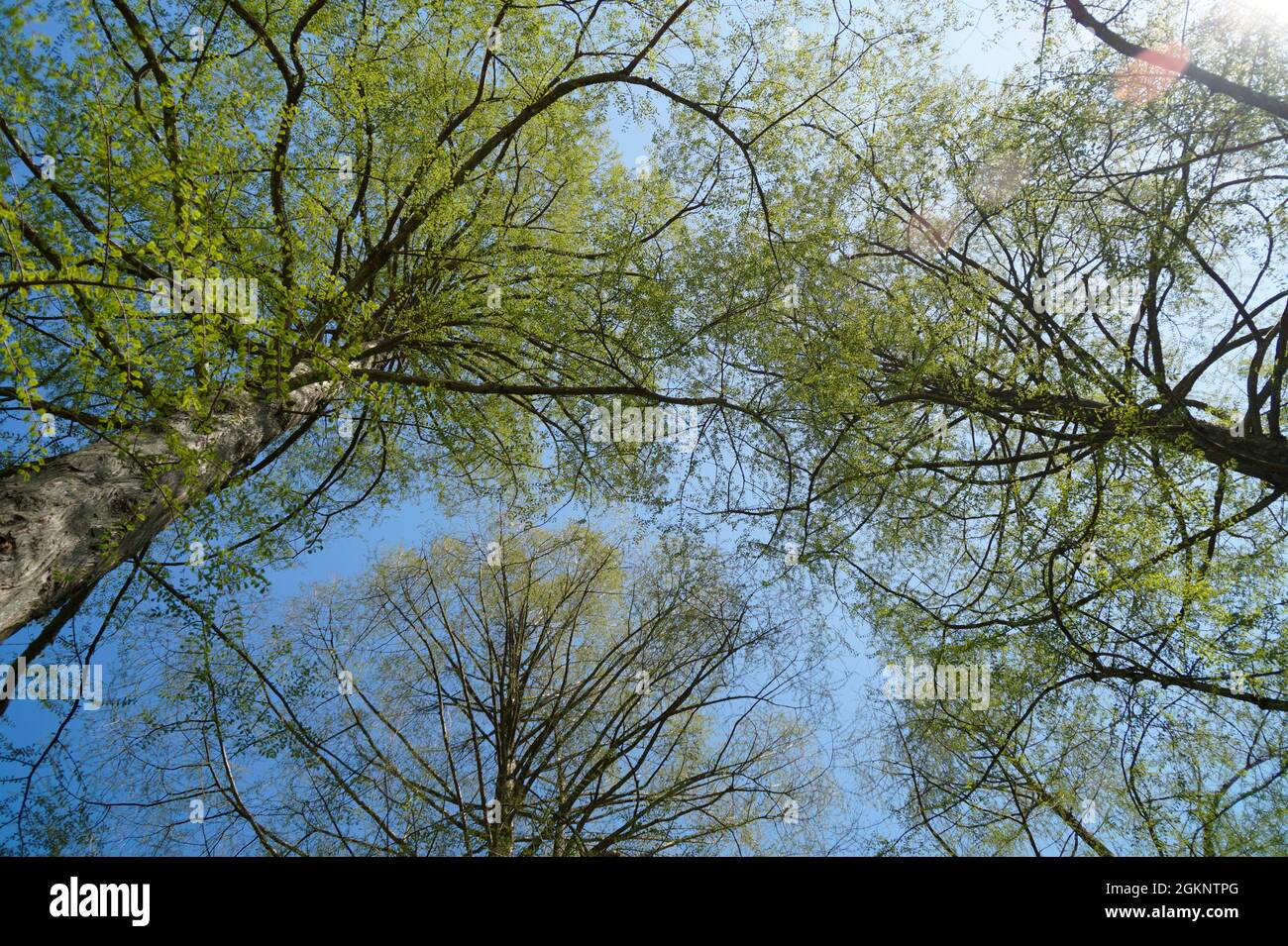 green trees with new young foliage against the blue sky on a sunny spring day (Mainau Island in Germany) Stock Photo