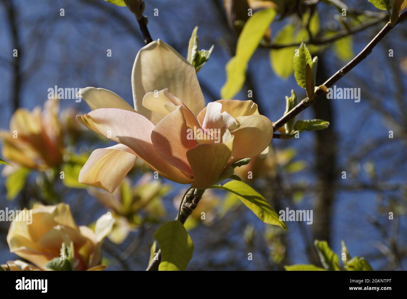 Peach colored magnolias hires stock photography and images Alamy