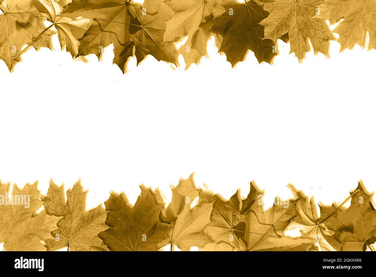 Autumn composition. Pattern made of autumn golden leaves on white background. Flat lay, top view, copy space Stock Photo