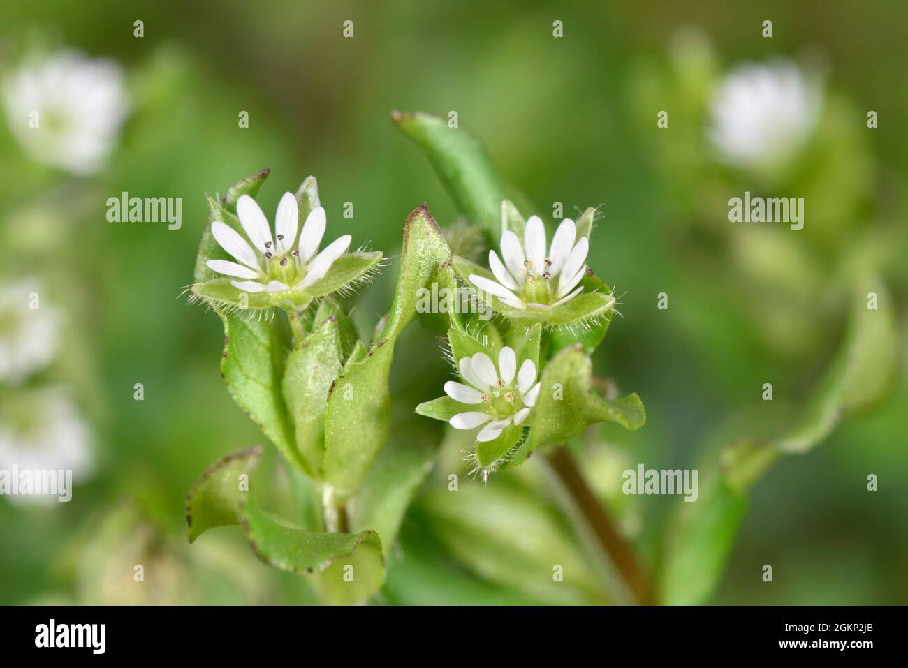 Common Chickweed - Stellaria media Stock Photo