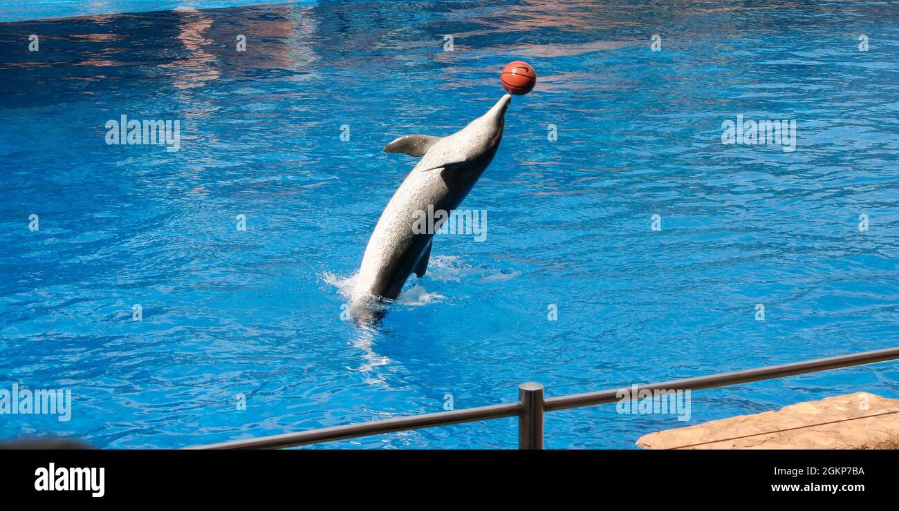 Jumping dolphin playing with a orange ball on nose and having fun Stock Photo