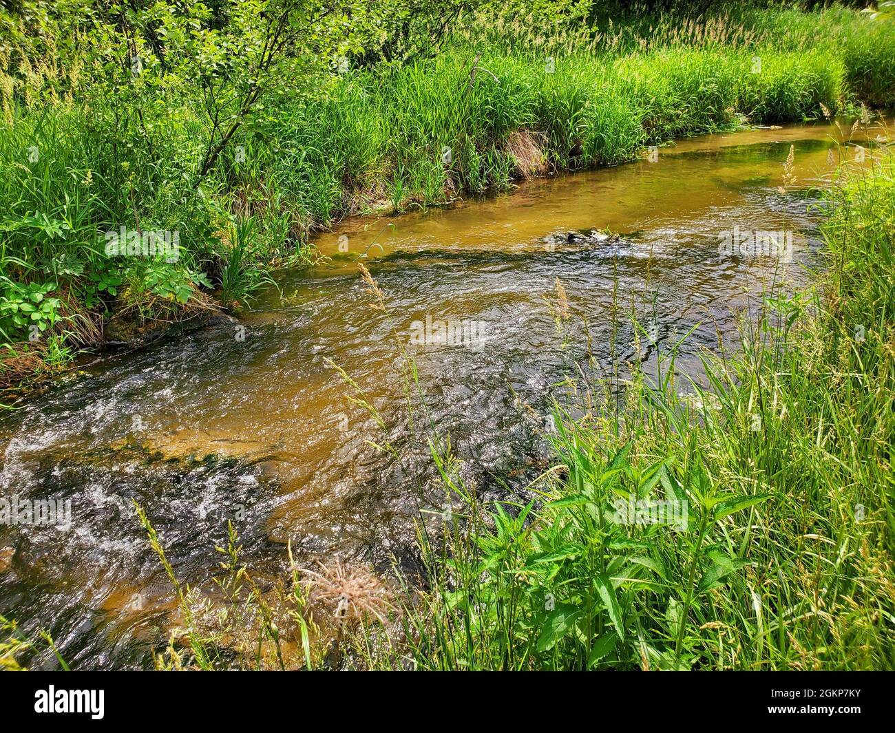 Brook trout 11 hires stock photography and images Alamy