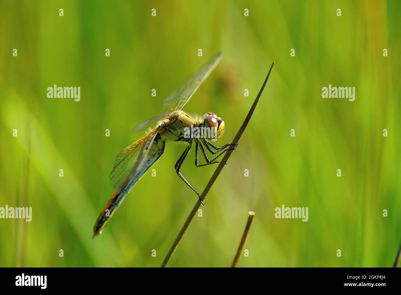 Closeup on a colorful female yellow-winged darter, Sympetrum flaveolum ...