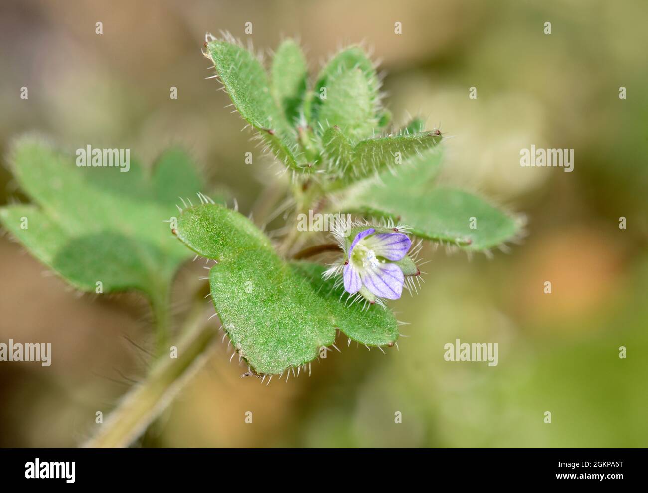 Ivy-leaved Speedwell - Veronica hederifolia Stock Photo