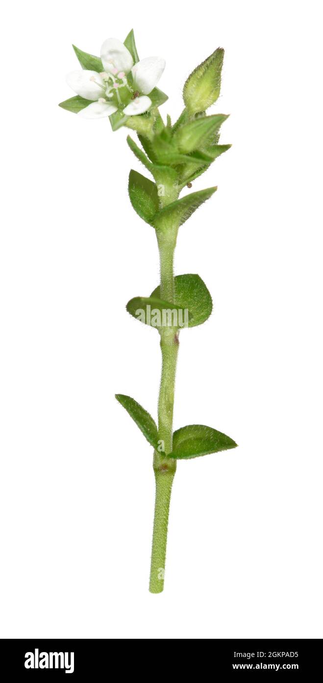 Thyme-leaved Sandwort - Minuartia serpyllifolia Stock Photo