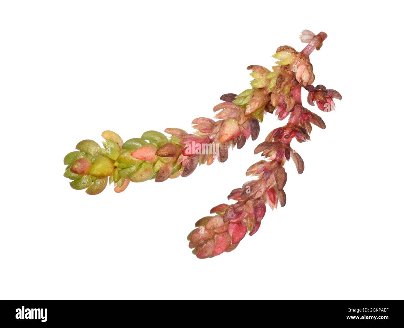 Mossy Stonecrop - Crassula tillaea Stock Photo