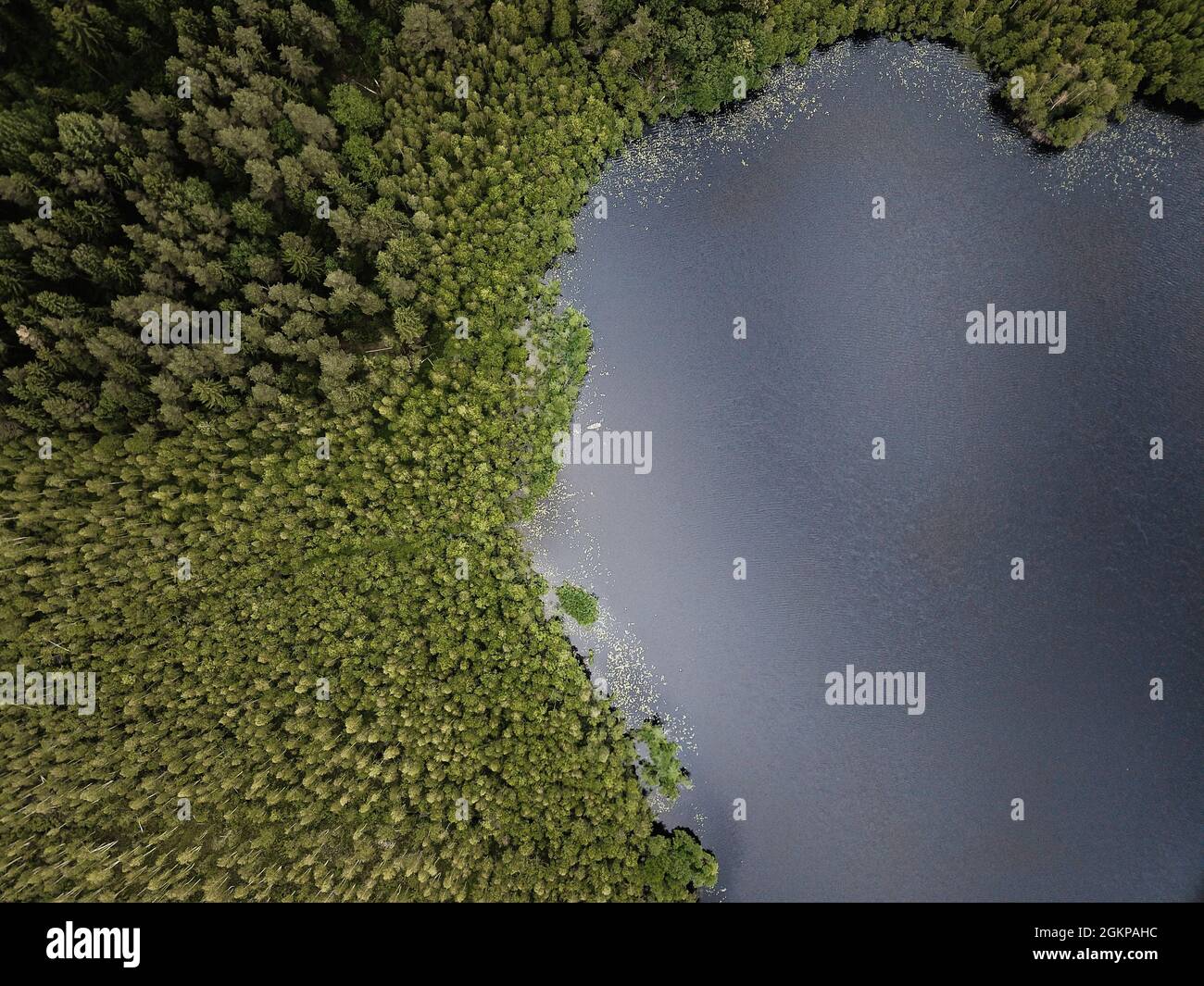 Aerial view of lake and forest. Forest lake surrounded by green pine ...