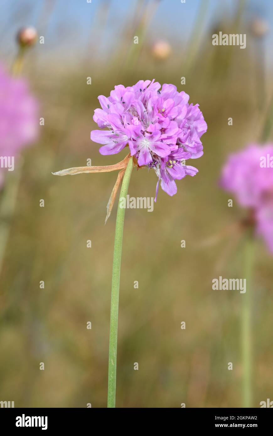 Jersey Thrift - Armeria arenaria Stock Photo