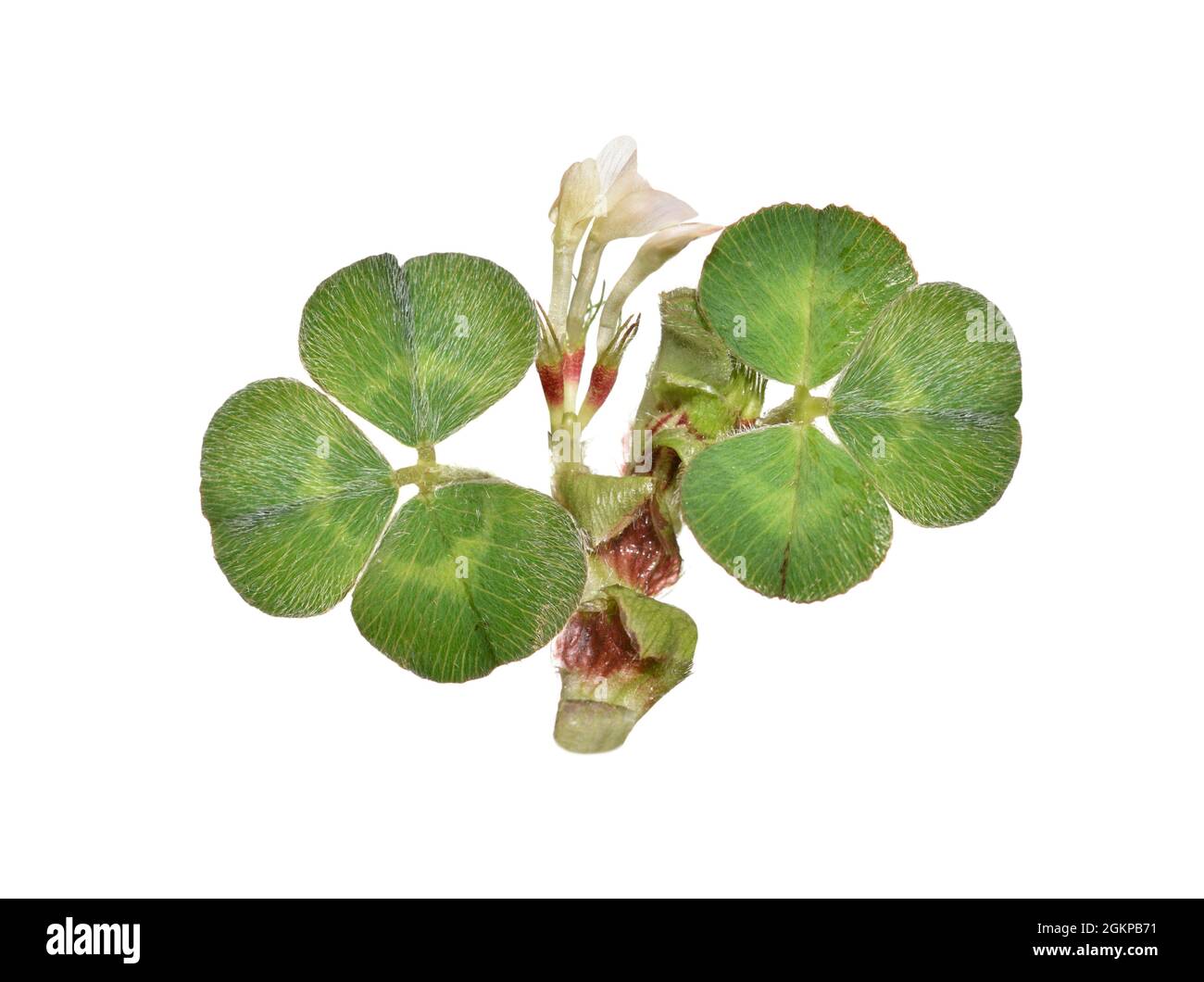 Subterranean Clover - Trifolium subterraneum Stock Photo