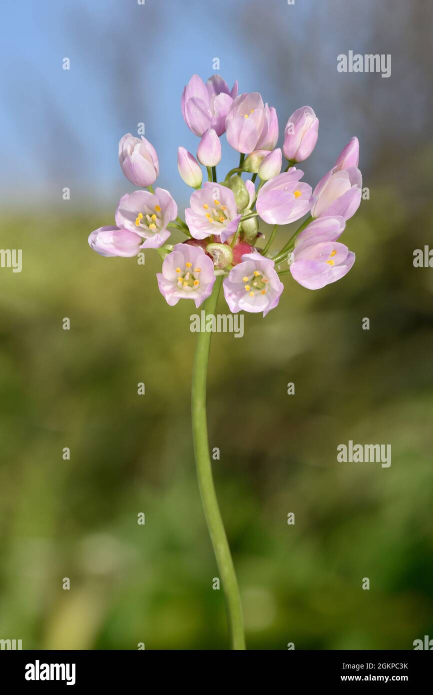 Rosy Garlic - Allium roseum Stock Photo