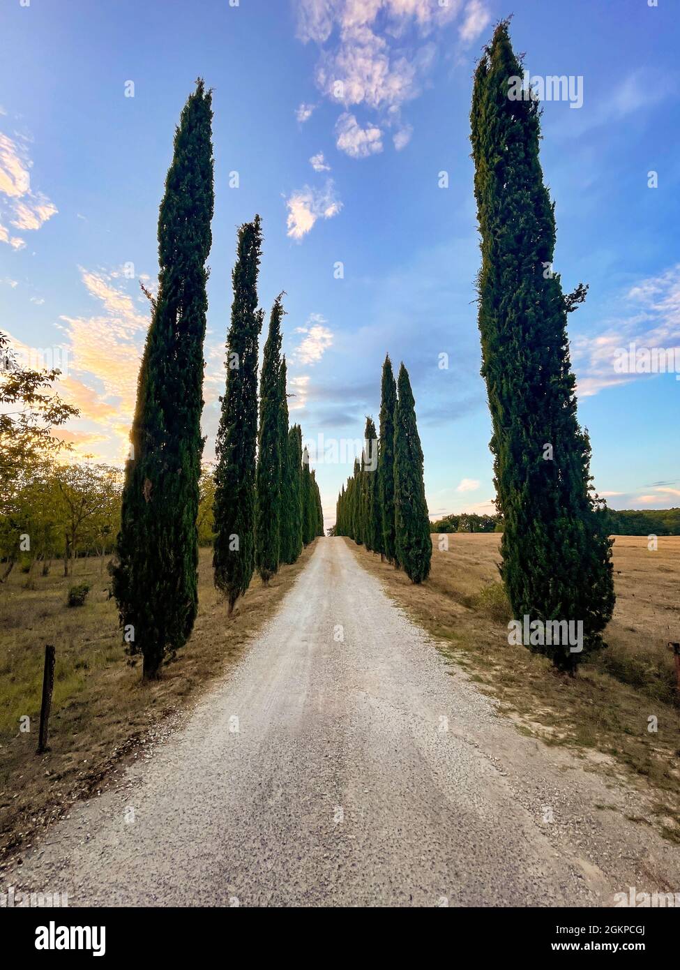 cypress trees and road in the countryside Stock Photo - Alamy