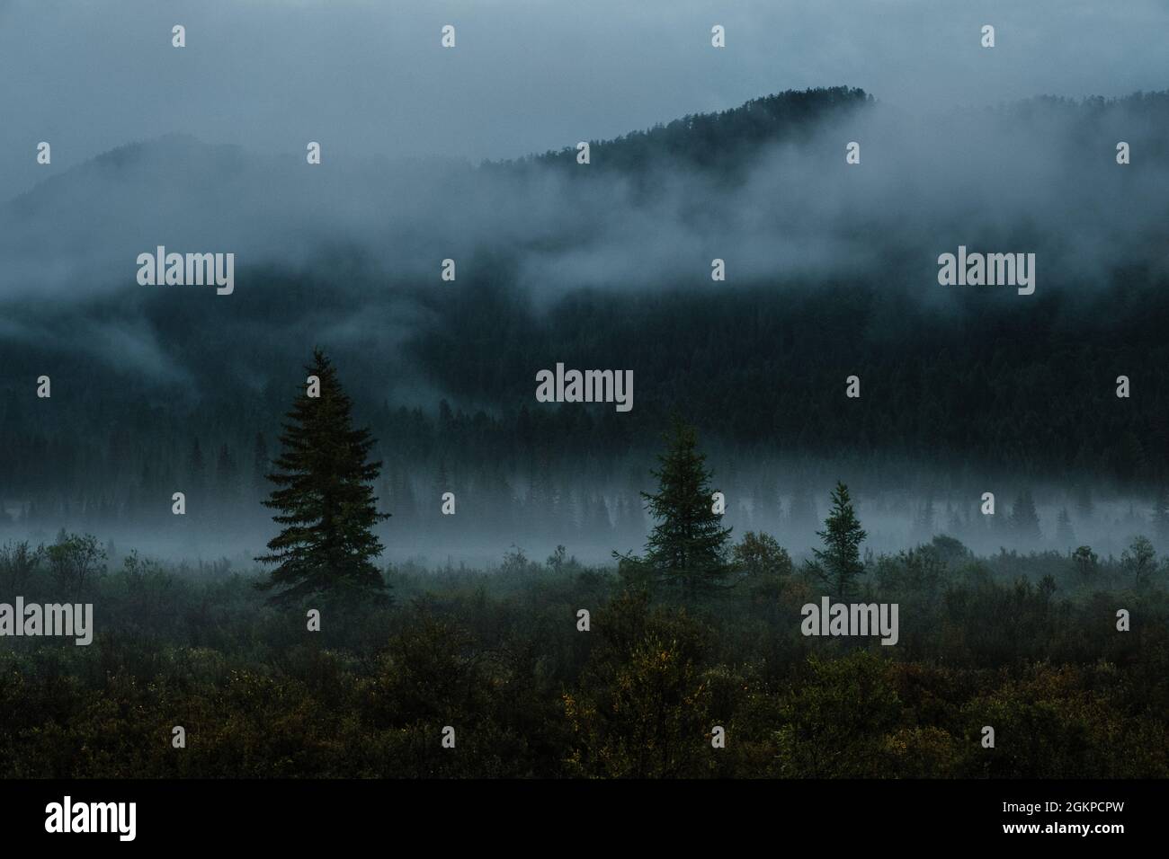 Conifers in the fog hi-res stock photography and images - Alamy