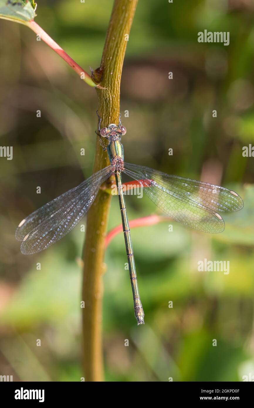 Weidenjungfer, Gemeine Weidenjungfer, Westliche Weidenjungfer, Große Binsenjungfer, Weibchen, Chalcolestes viridis, Lestes viridis, Willow Emerald Dam Stock Photo