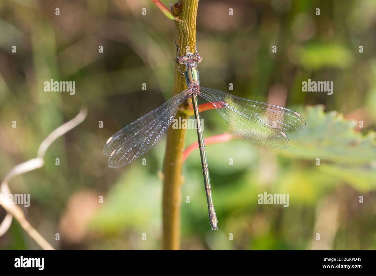 Weidenjungfer, Gemeine Weidenjungfer, Westliche Weidenjungfer, Große Binsenjungfer, Weibchen, Chalcolestes viridis, Lestes viridis, Willow Emerald Dam Stock Photo