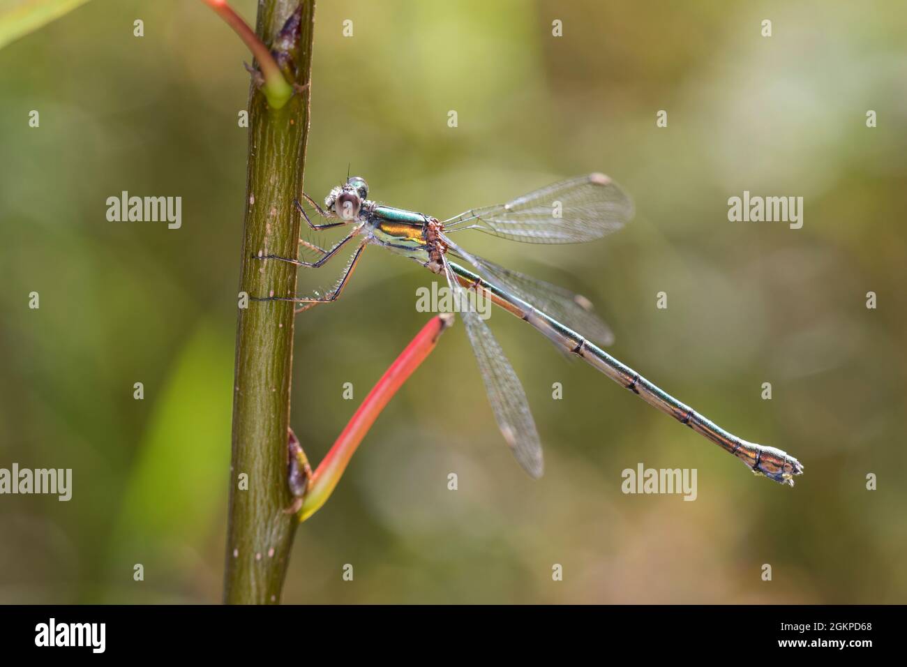 Weidenjungfer, Gemeine Weidenjungfer, Westliche Weidenjungfer, Große Binsenjungfer, Weibchen, Chalcolestes viridis, Lestes viridis, Willow Emerald Dam Stock Photo
