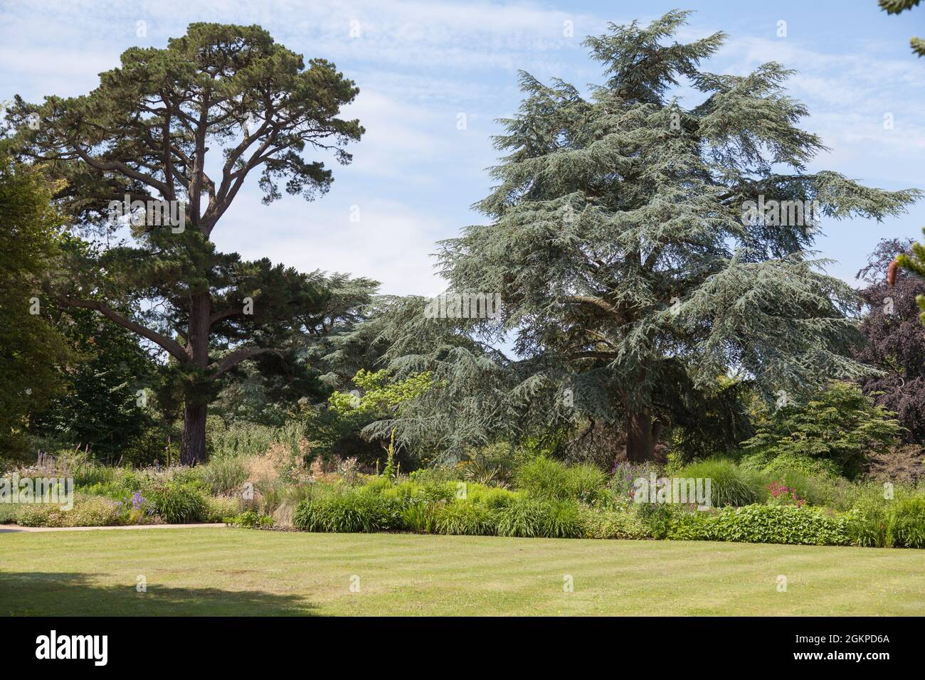 Fir tree trees evergreen evergreens hi-res stock photography and images ...