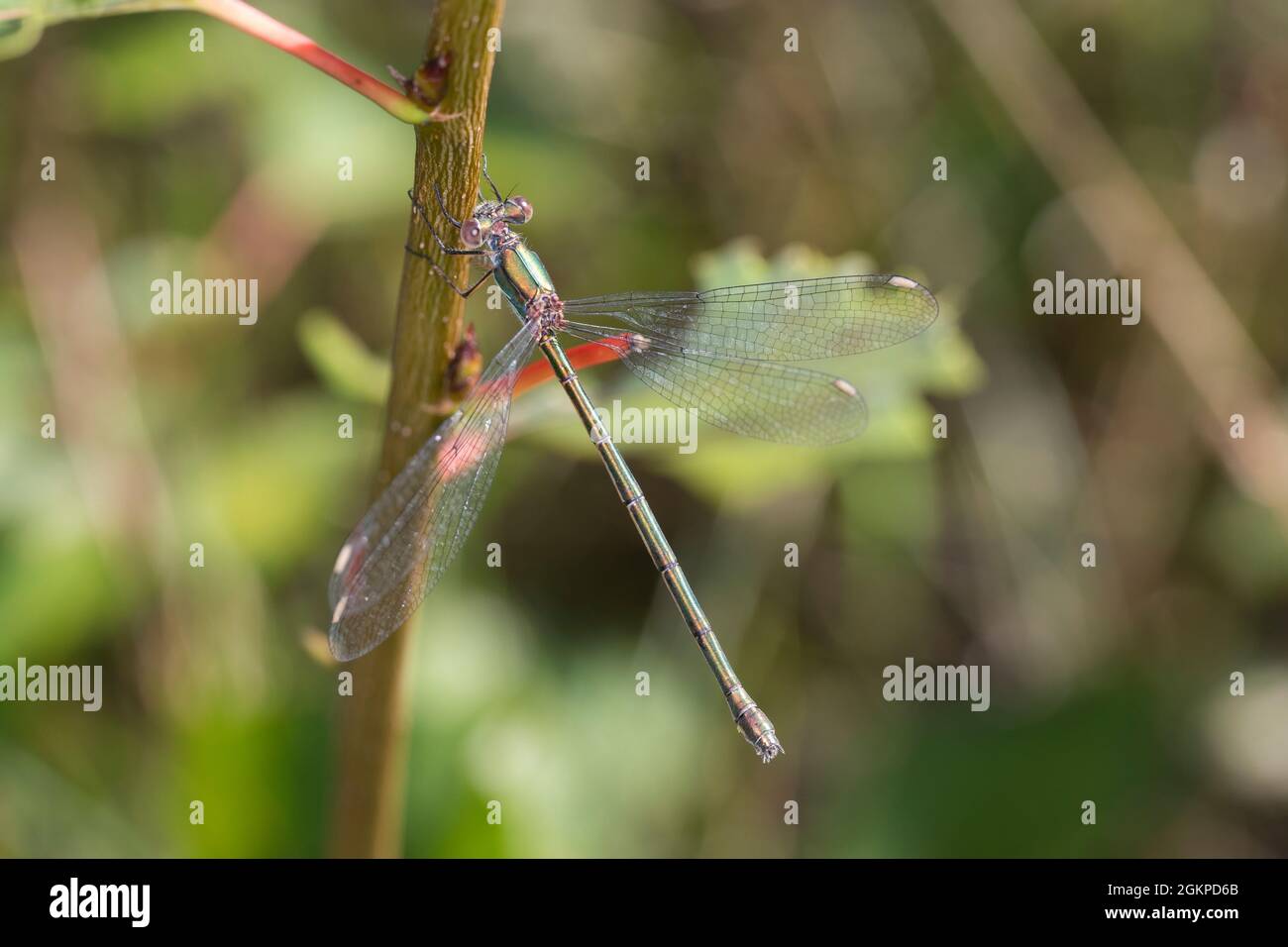 Weidenjungfer, Gemeine Weidenjungfer, Westliche Weidenjungfer, Große Binsenjungfer, Weibchen, Chalcolestes viridis, Lestes viridis, Willow Emerald Dam Stock Photo