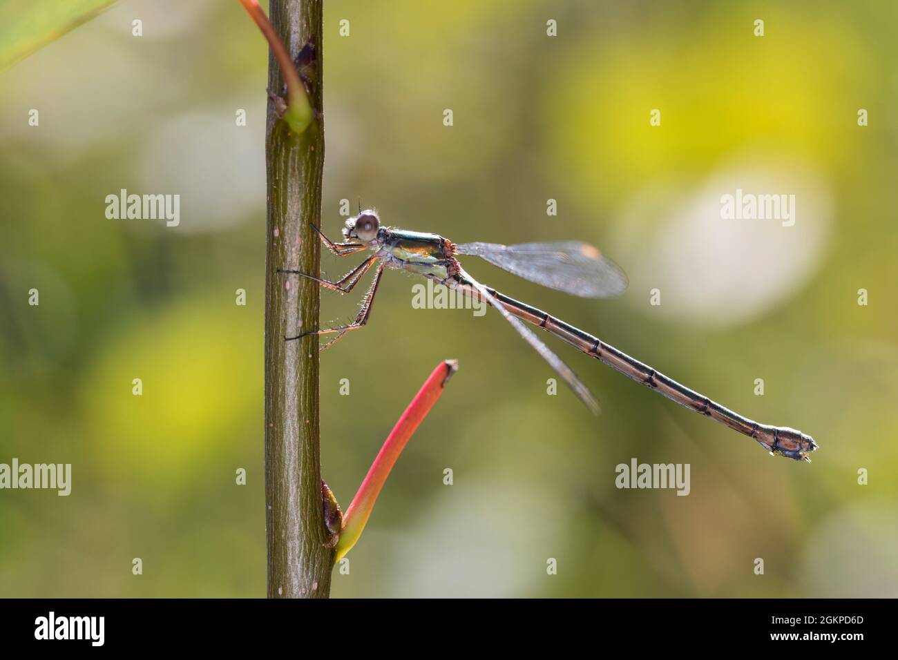 Weidenjungfer, Gemeine Weidenjungfer, Westliche Weidenjungfer, Große Binsenjungfer, Weibchen, Chalcolestes viridis, Lestes viridis, Willow Emerald Dam Stock Photo