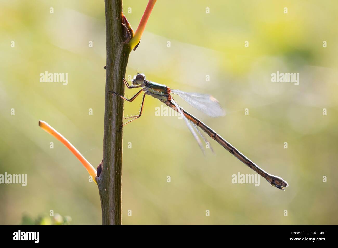 Weidenjungfer, Gemeine Weidenjungfer, Westliche Weidenjungfer, Große Binsenjungfer, Weibchen, Chalcolestes viridis, Lestes viridis, Willow Emerald Dam Stock Photo