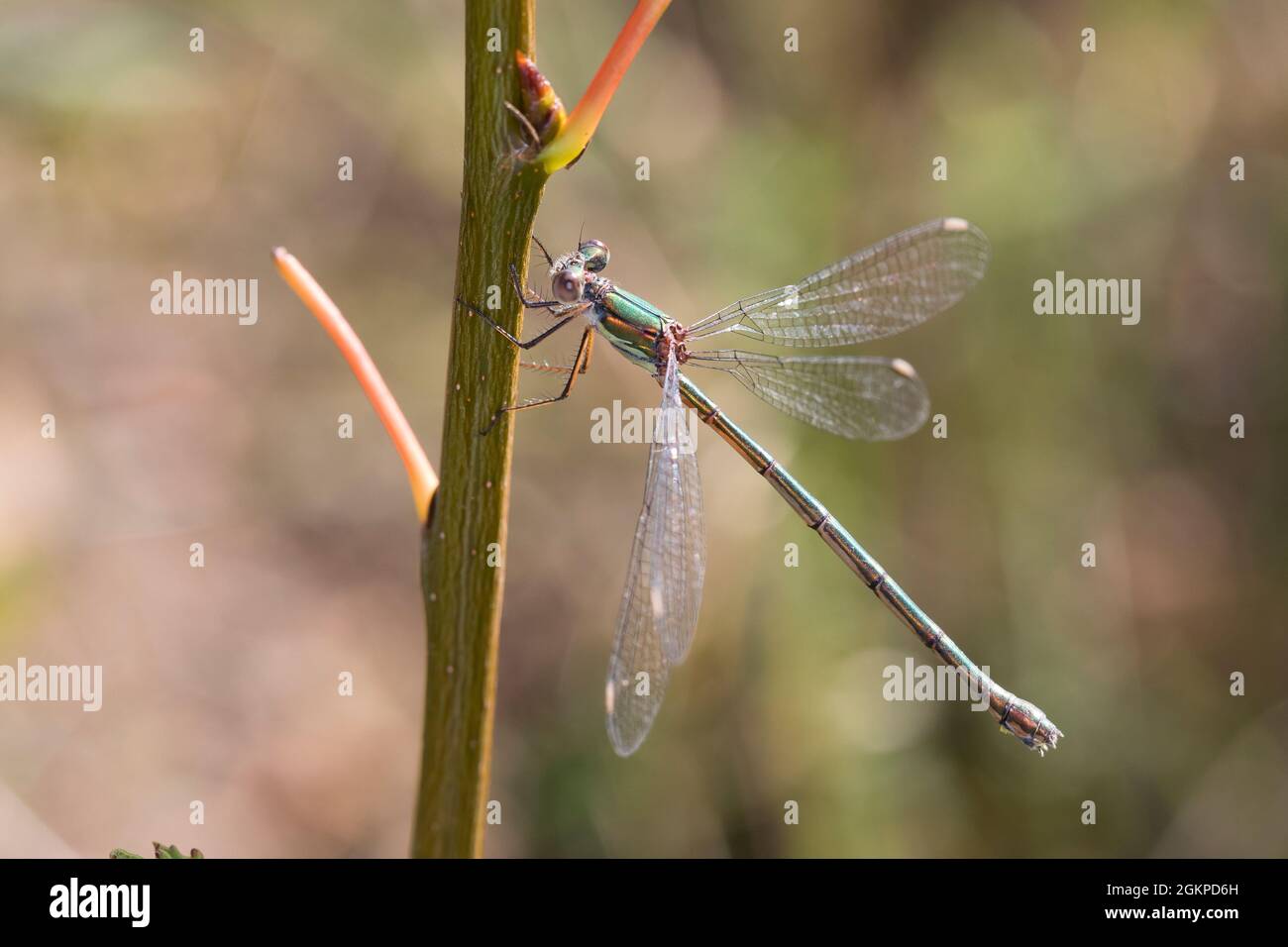 Weidenjungfer, Gemeine Weidenjungfer, Westliche Weidenjungfer, Große Binsenjungfer, Weibchen, Chalcolestes viridis, Lestes viridis, Willow Emerald Dam Stock Photo