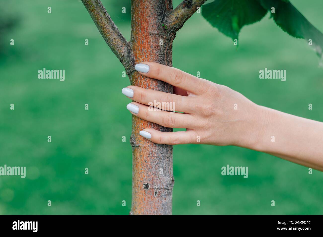 close-up of woman hand touching young tree trunk, concept of connecting with nature and reconnecting with earth Stock Photo