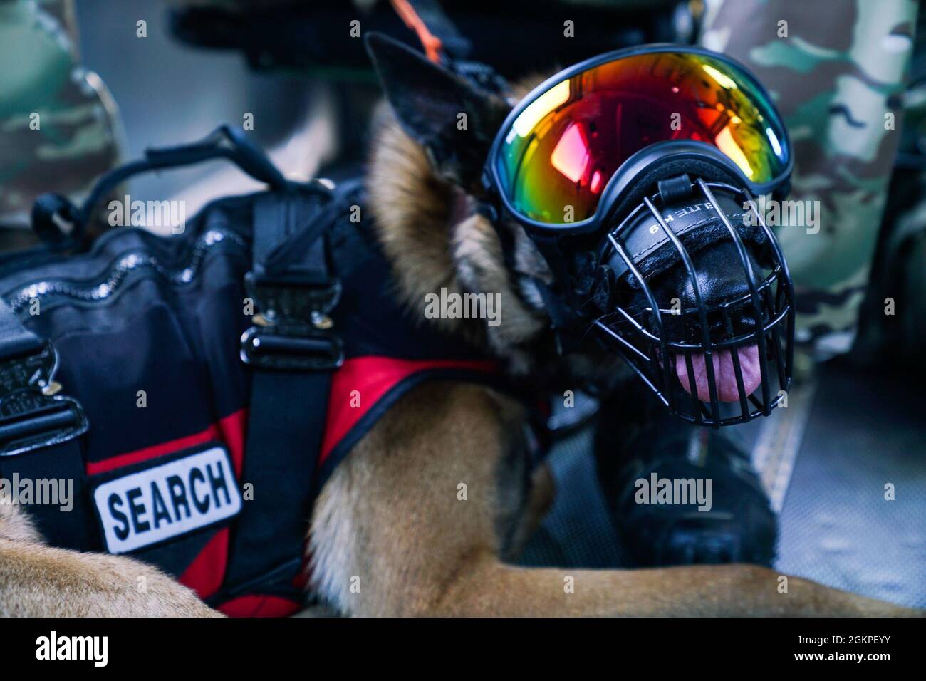 Jakoby, a search and rescue dog working with the Mississippi Task Force 2, takes an orientation flight aboard a Mississippi Army National Guard UH-72 Lakota at Volk Field Combat Readiness Training Center, Wis., June 13, 2021. PATRIOT 21 is a training exercise designed for civilian emergency management and responders to work with military entities in the same manner that they would during disasters. Stock Photo