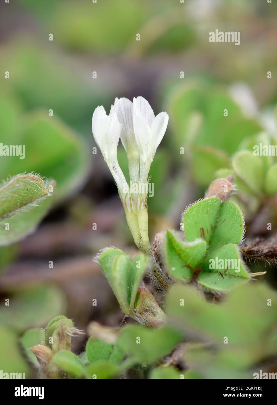 Subterranean Clover - Trifolium subterraneum Stock Photo