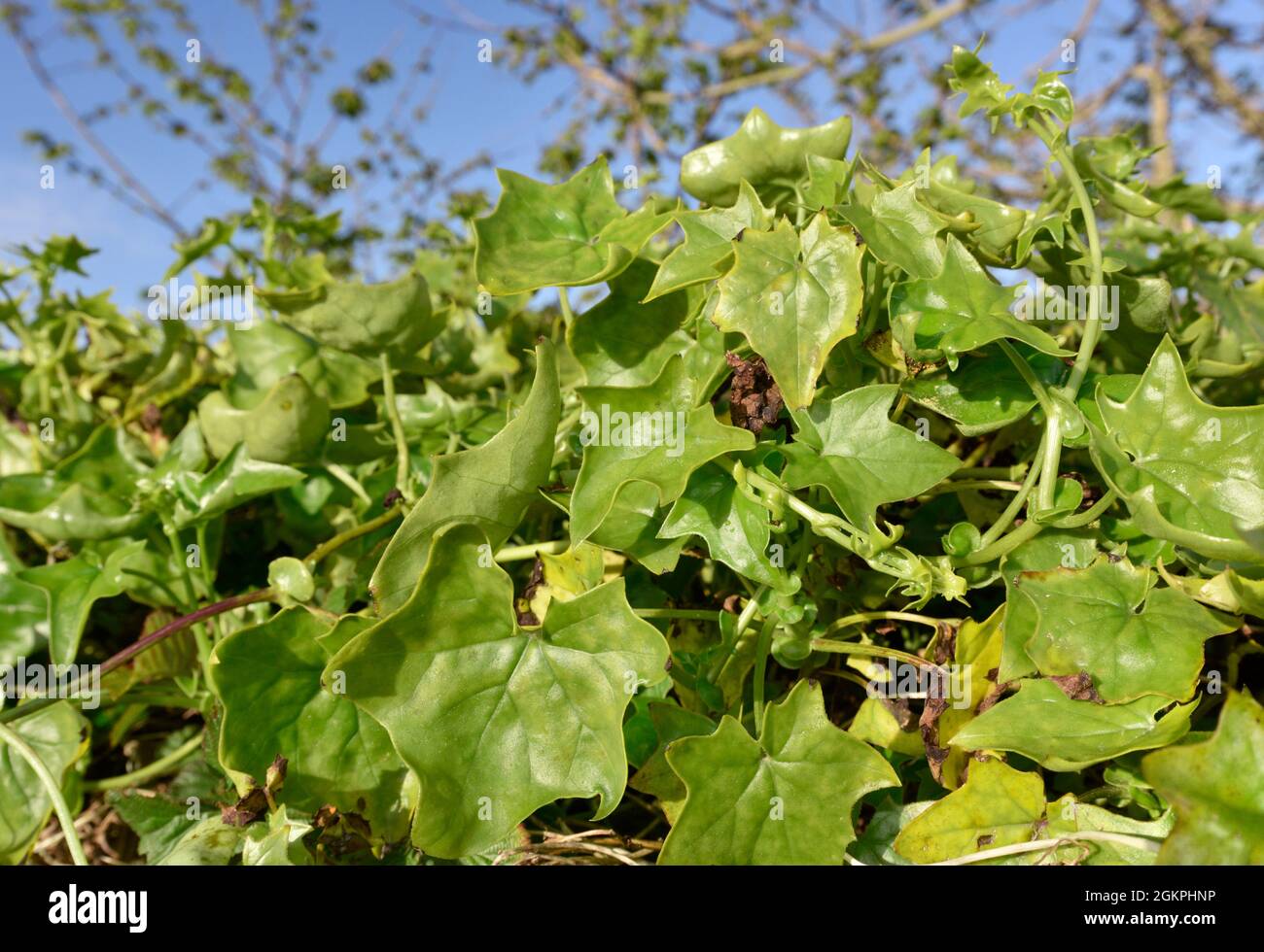 German-ivy - Delairea odorata Stock Photo