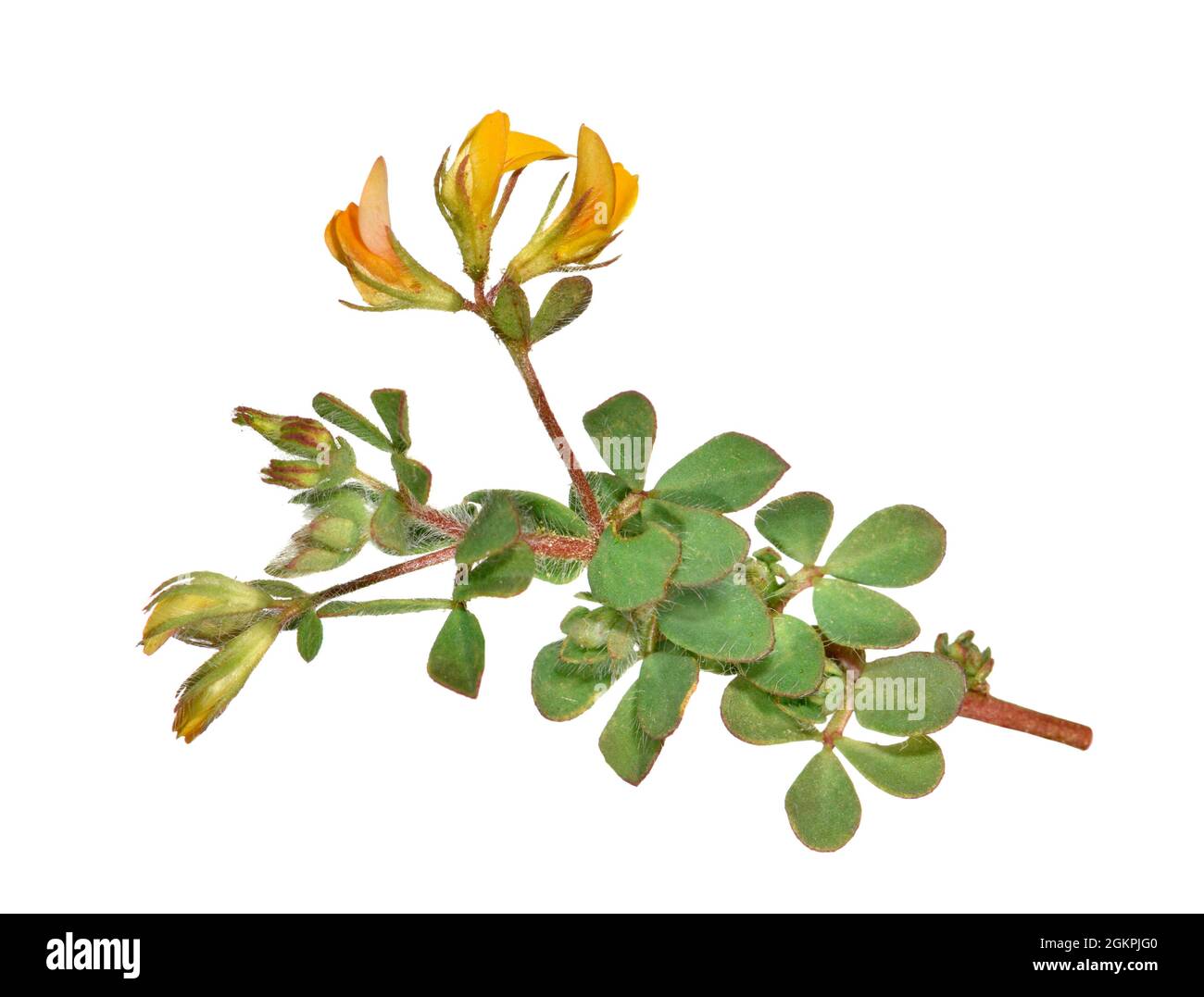 Hairy Bird'sfoot Trefoil Lotus subbiflorus Stock Photo Alamy