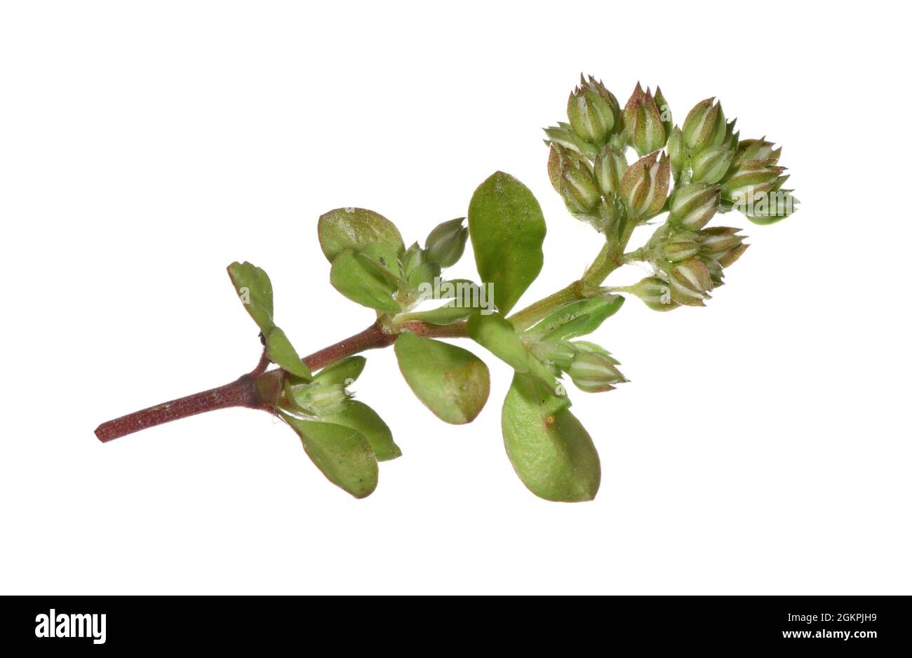 Four-leaved Allseed - Polycarpon tetraphyllum Stock Photo