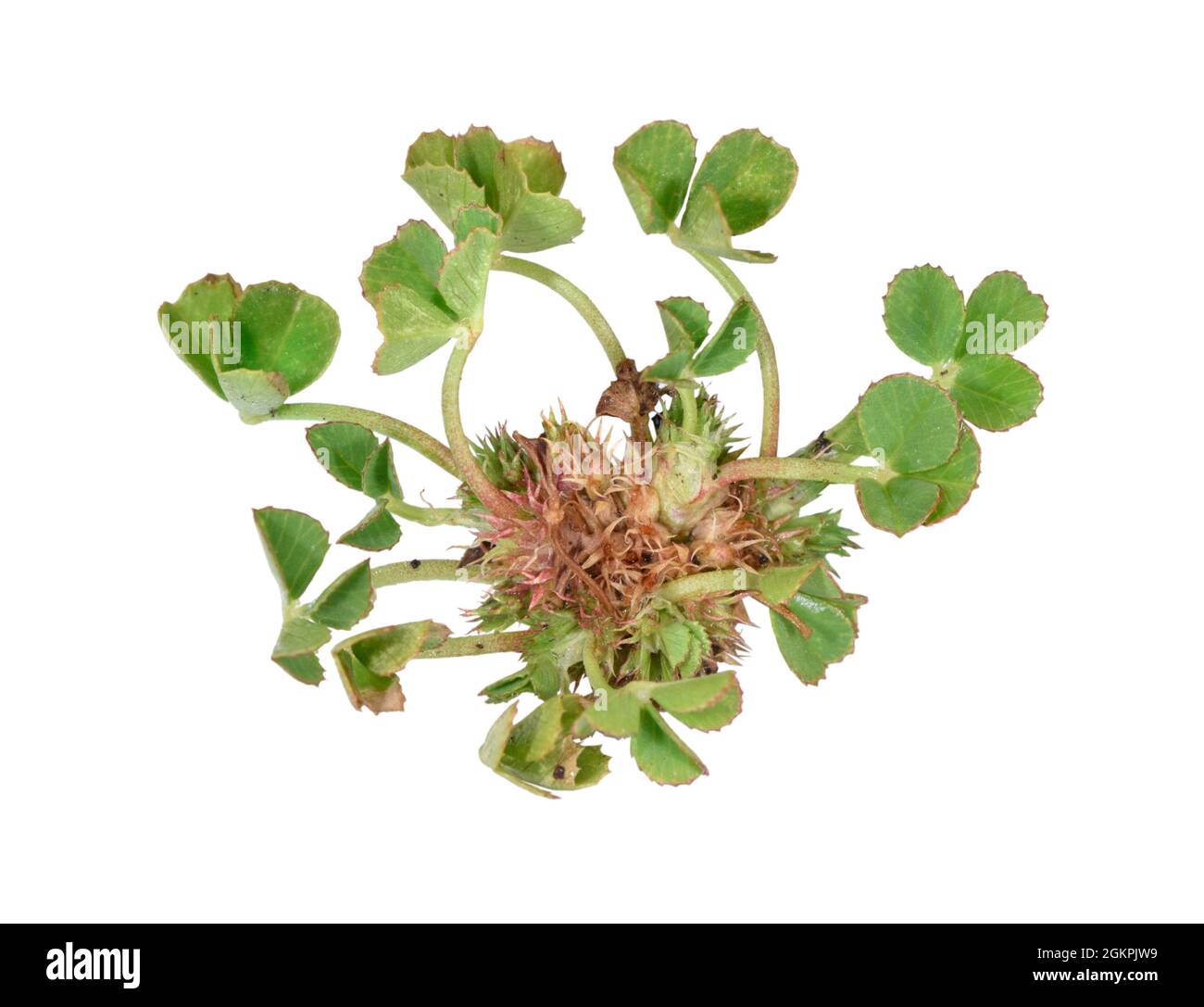 Suffocated Clover - Trifolium suffocatum Stock Photo