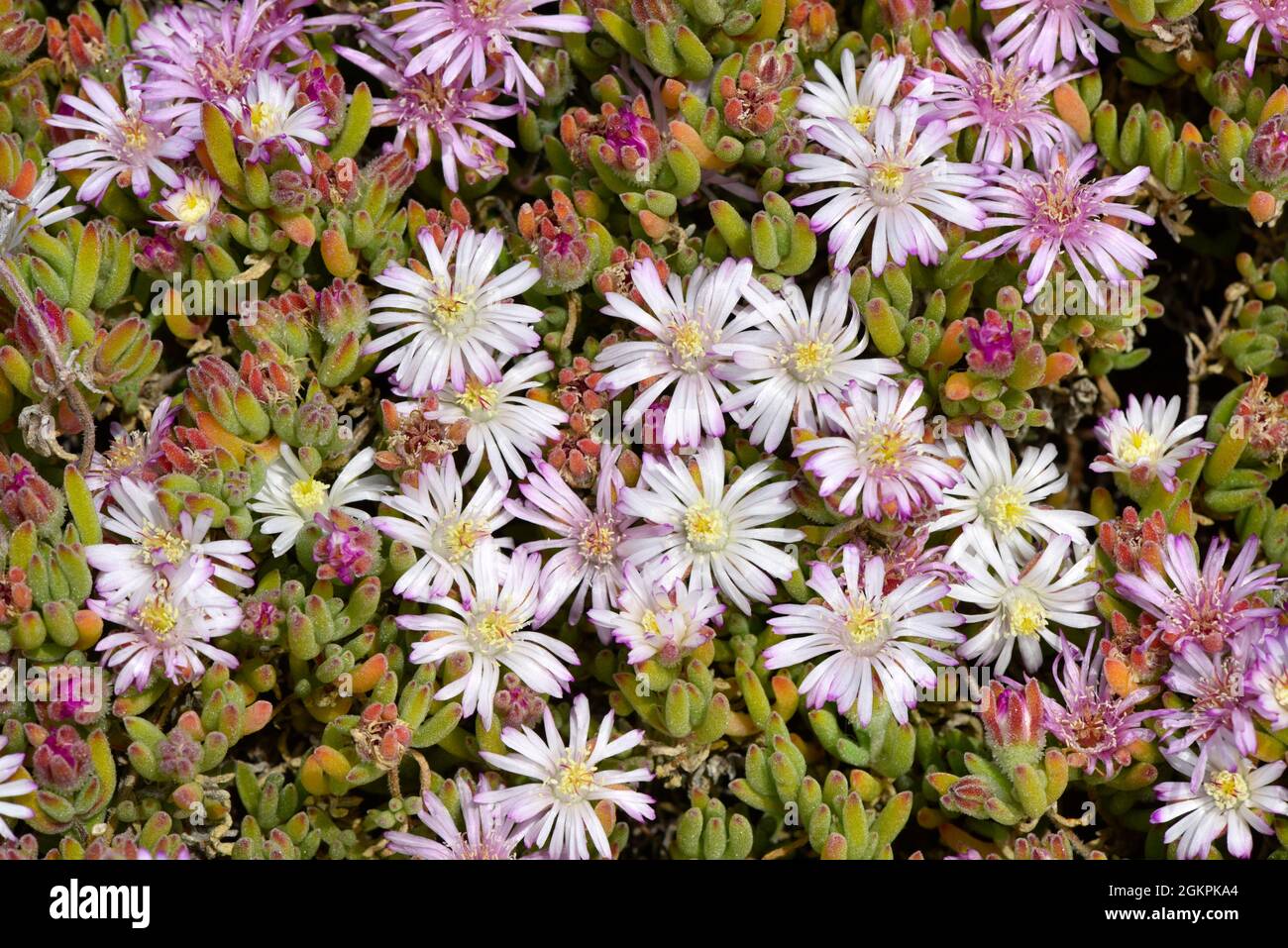 Pale Dewplant - Drosanthemum floribundum Stock Photo