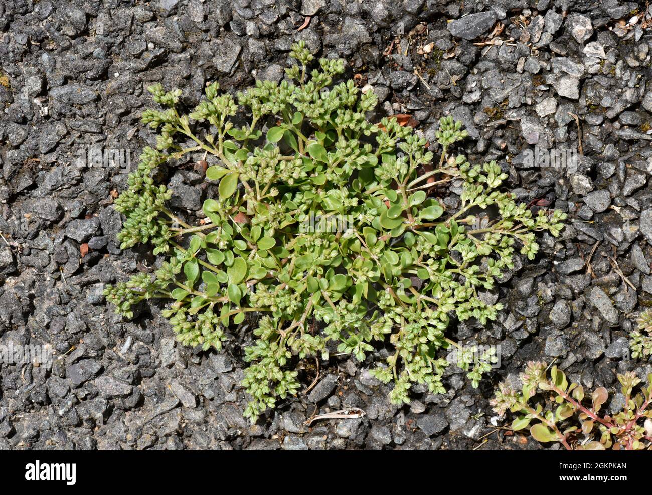 Four-leaved Allseed - Polycarpon tetraphyllum Stock Photo